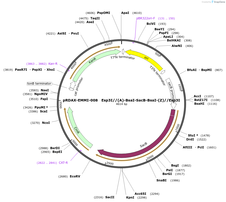 130216-plasmid-map-sequence-id-271314