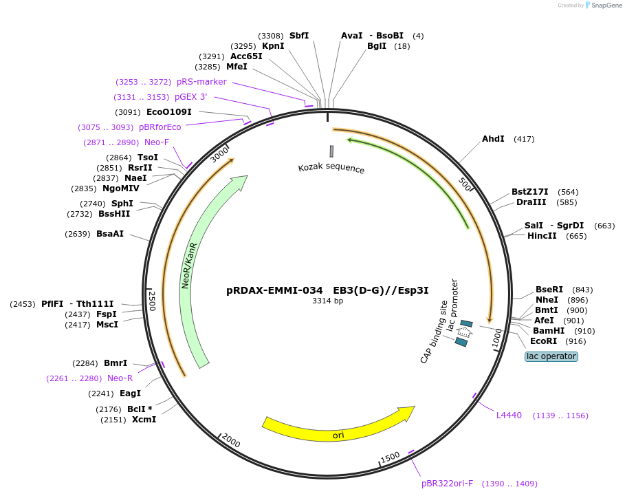 130236-plasmid-map-sequence-id-271316