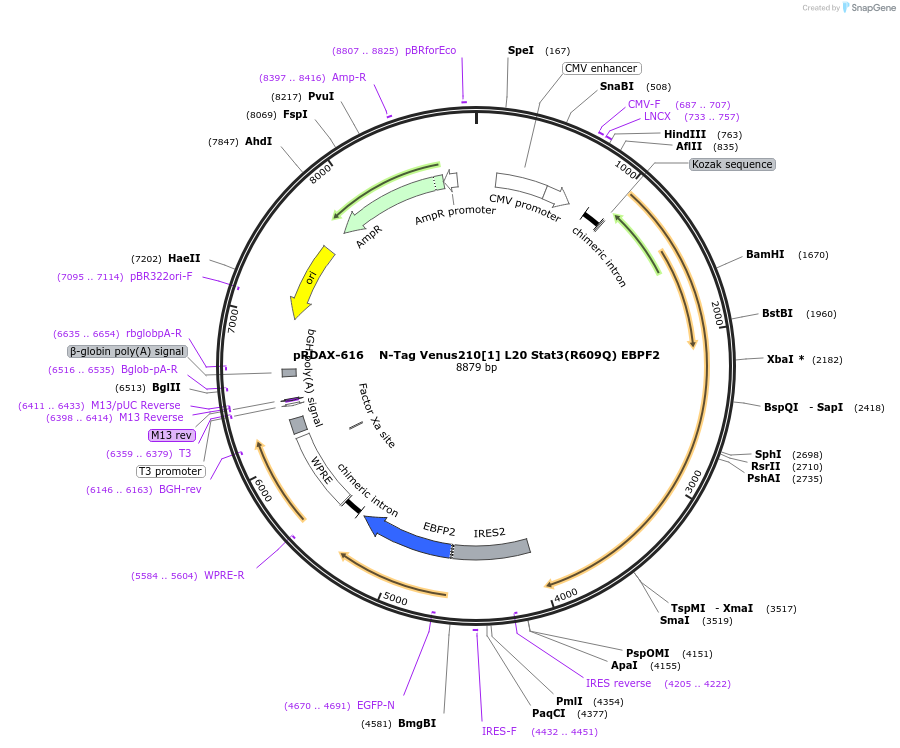 130091-plasmid-map-sequence-id-271319