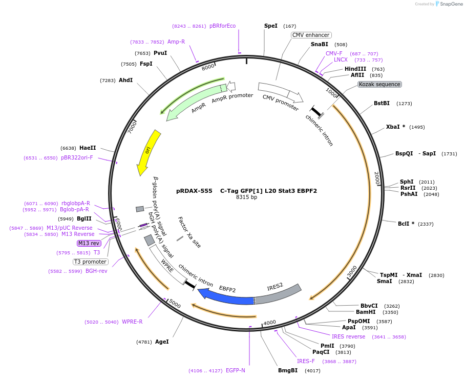 130102-plasmid-map-sequence-id-271320