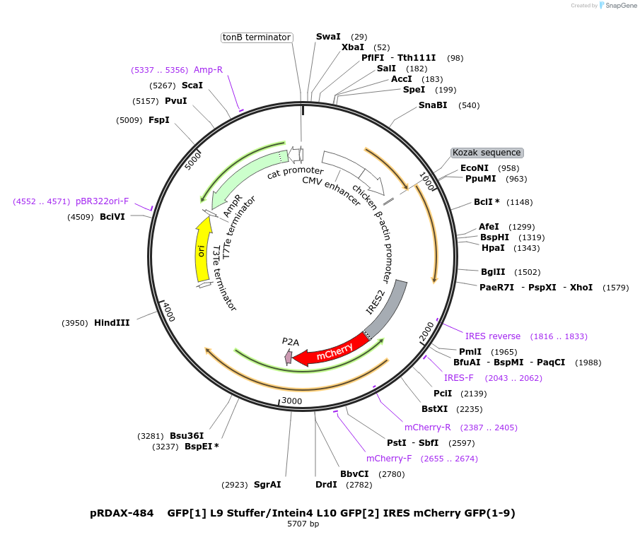 130167-plasmid-map-sequence-id-271323