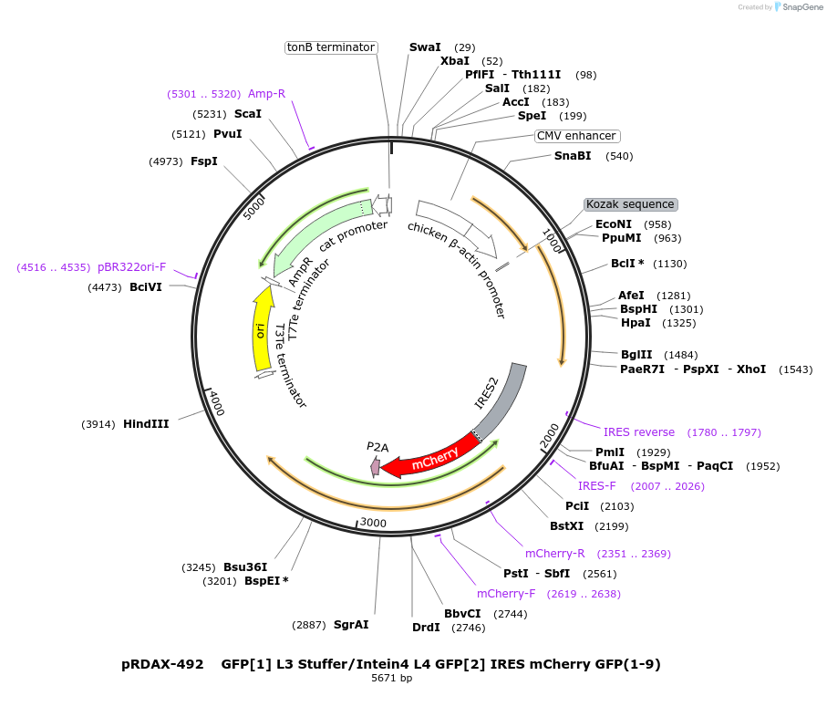 130175-plasmid-map-sequence-id-271324