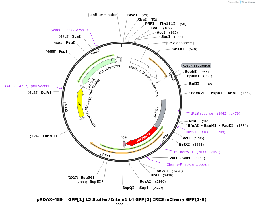 130172-plasmid-map-sequence-id-271329