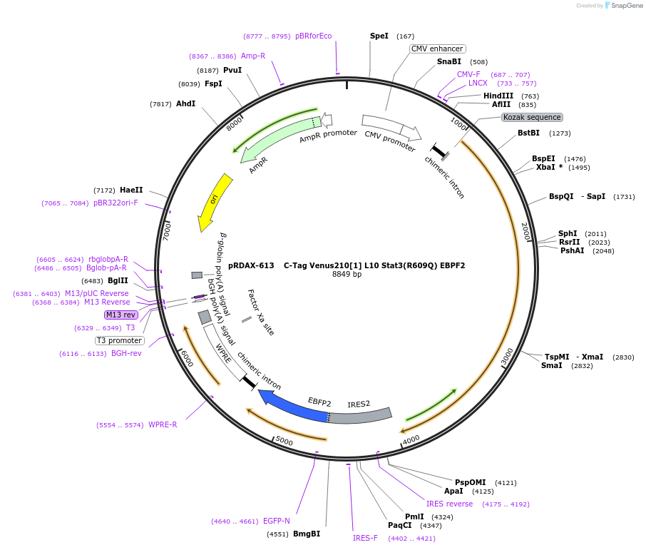 130088-plasmid-map-sequence-id-271334