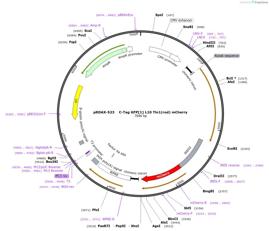130050-plasmid-map-sequence-id-271335