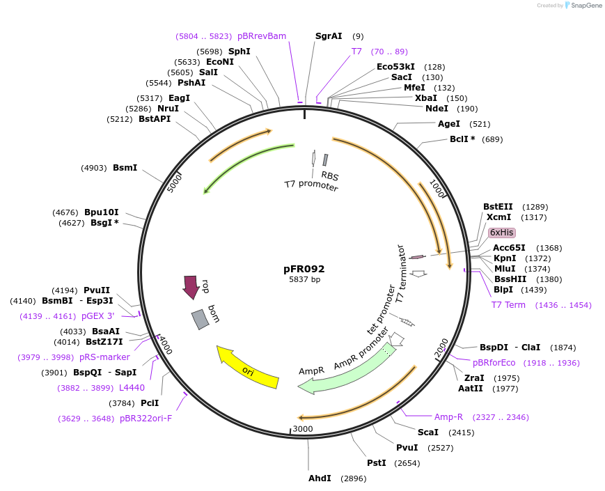 134148-plasmid-map-sequence-id-271346