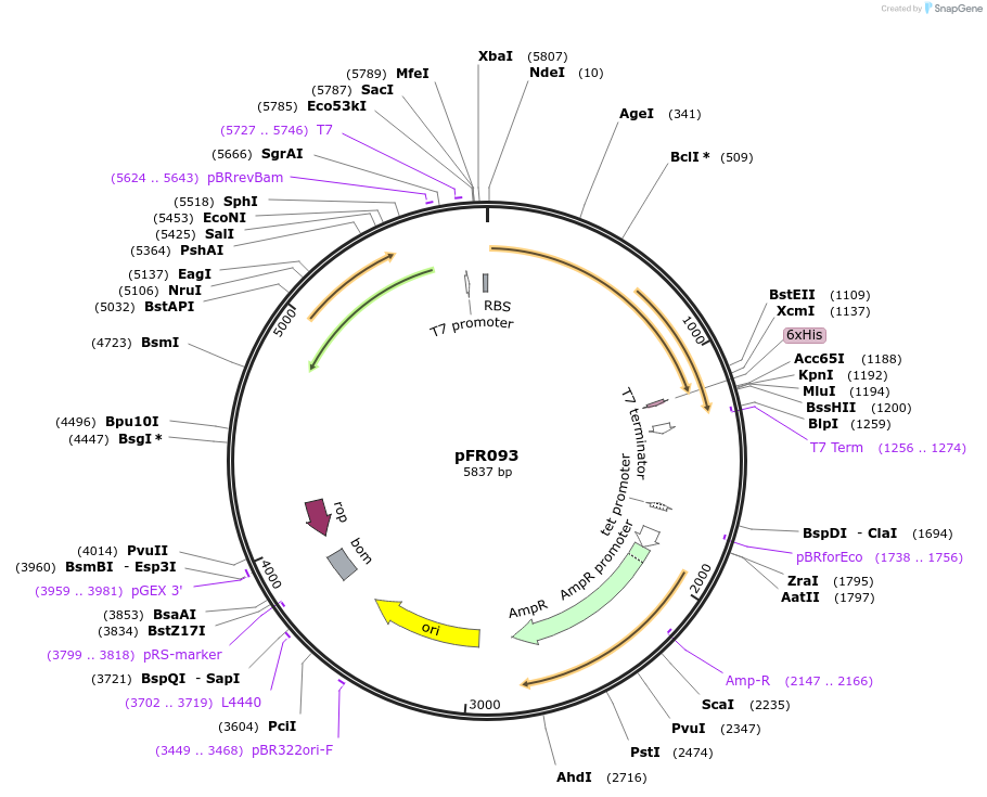 134149-plasmid-map-sequence-id-271348