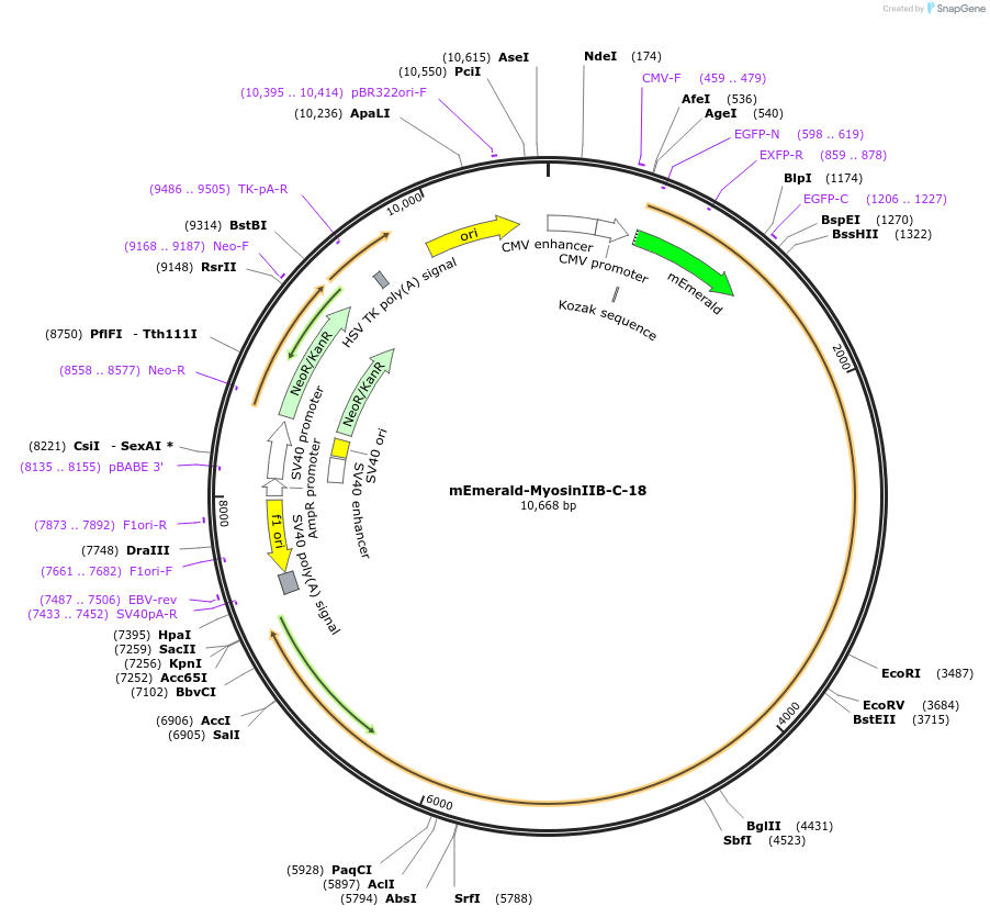 54192-plasmid-map-sequence-id-271355