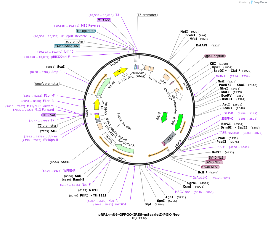 136897-plasmid-map-sequence-id-271361