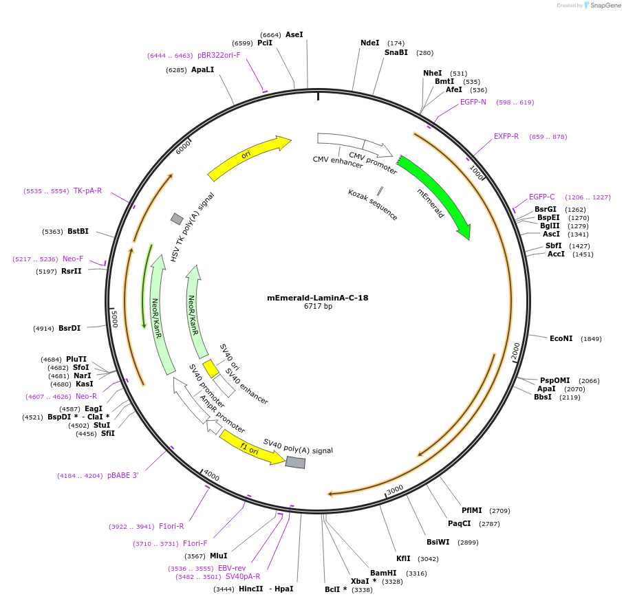 54138-plasmid-map-sequence-id-271362