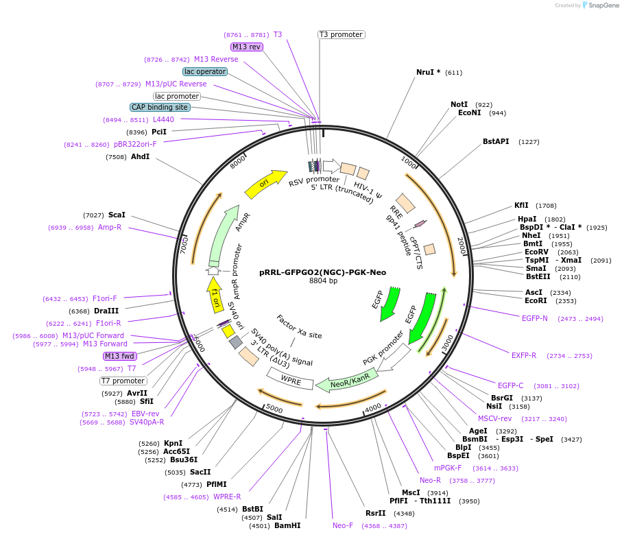 136893-plasmid-map-sequence-id-271368