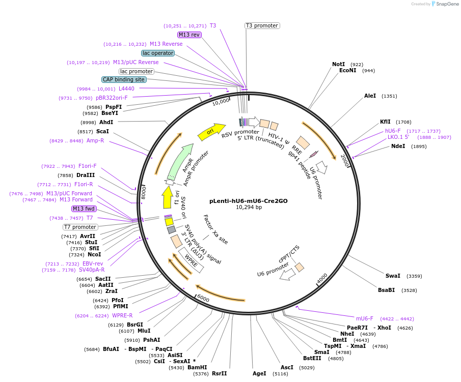136907-plasmid-map-sequence-id-271369
