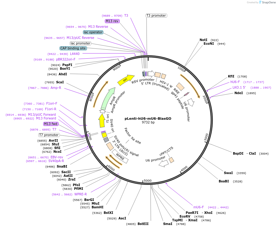 136906-plasmid-map-sequence-id-271375