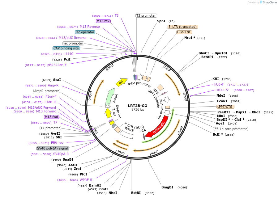 136908-plasmid-map-sequence-id-271384