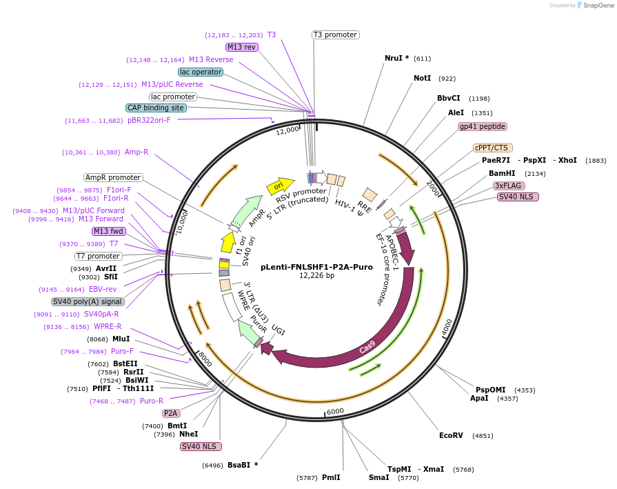 136901-plasmid-map-sequence-id-271393