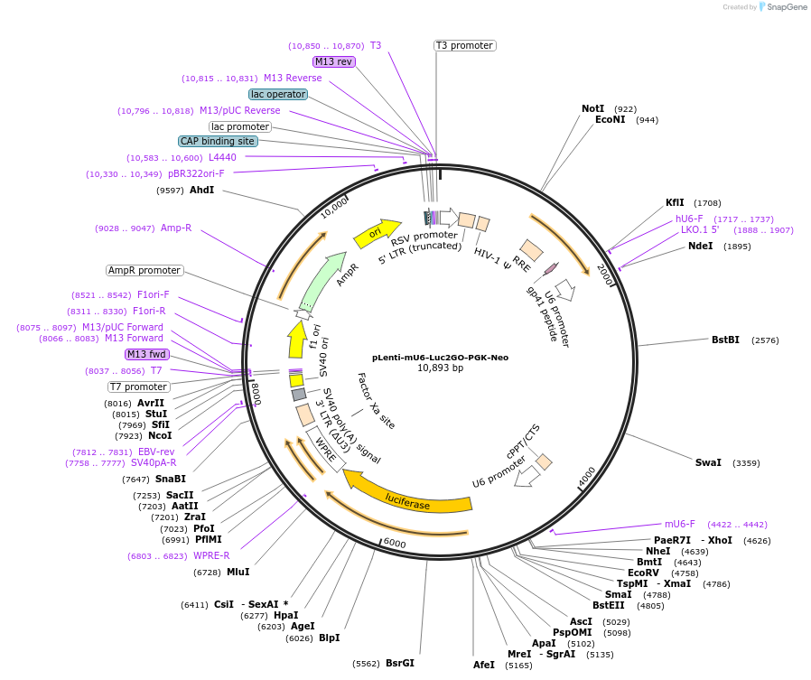 136905-plasmid-map-sequence-id-271410