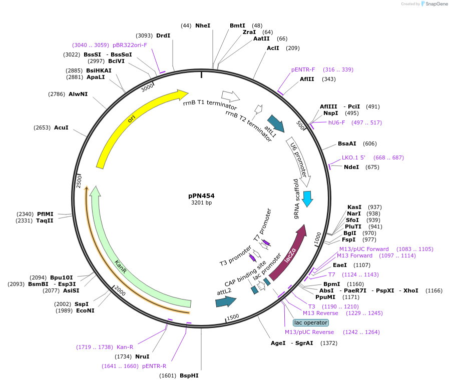 137865-plasmid-map-sequence-id-271416