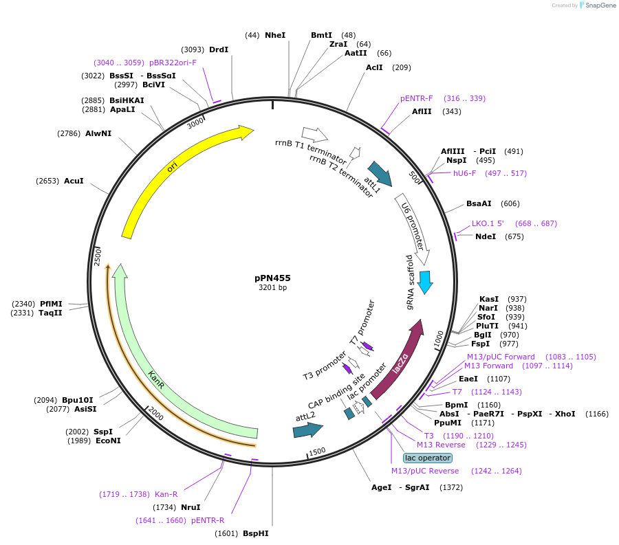 137872-plasmid-map-sequence-id-271418