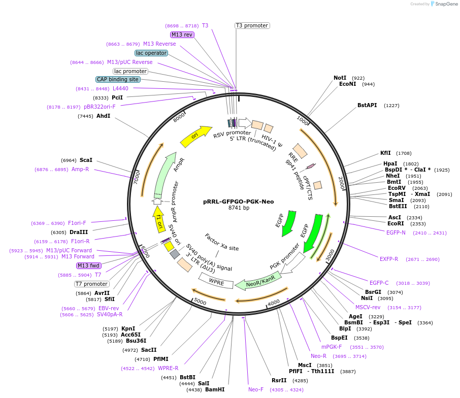 136890-plasmid-map-sequence-id-271421
