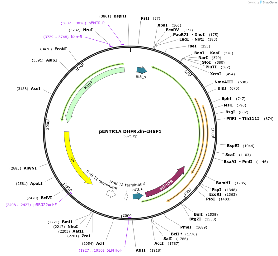 134726-plasmid-map-sequence-id-271440