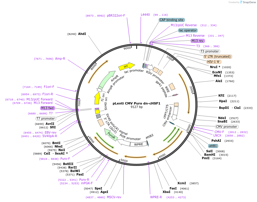 134728-plasmid-map-sequence-id-271442
