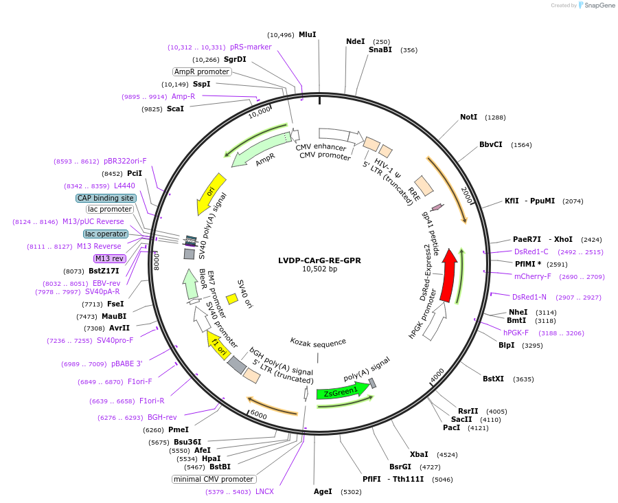 89762-plasmid-map-sequence-id-271454