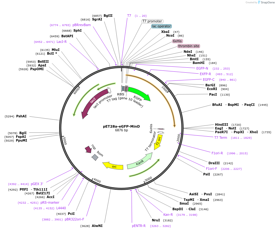 133622-plasmid-map-sequence-id-271465