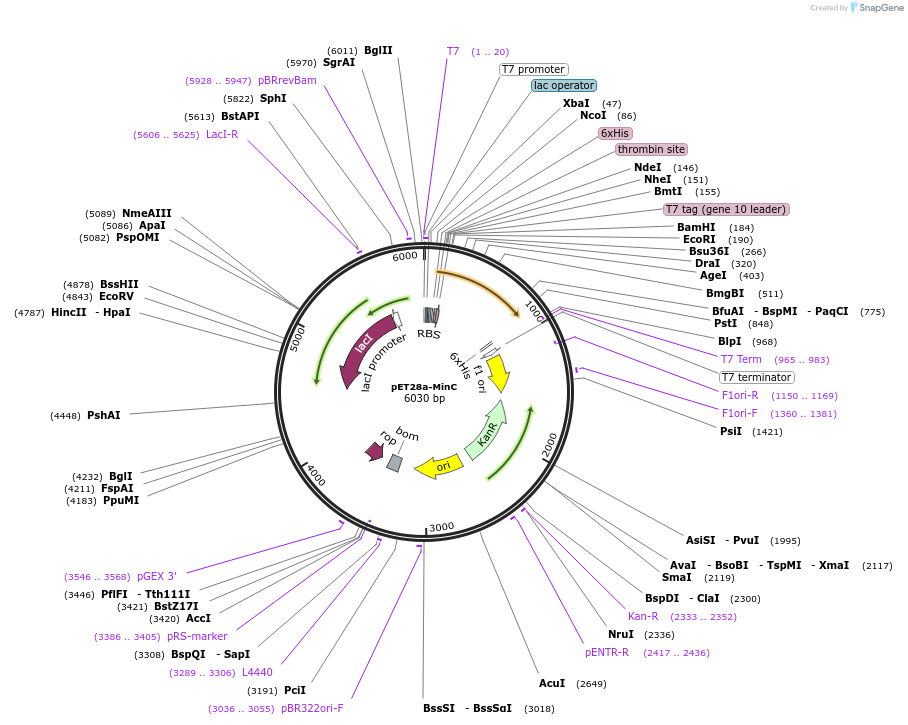 133628-plasmid-map-sequence-id-271467