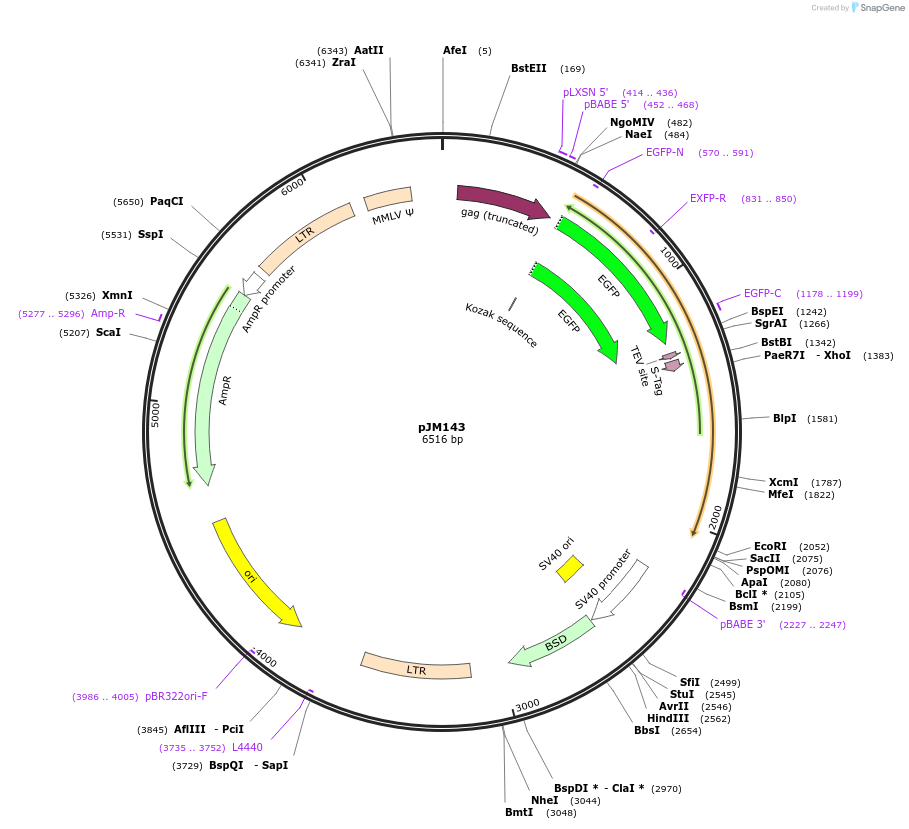 134166-plasmid-map-sequence-id-271475