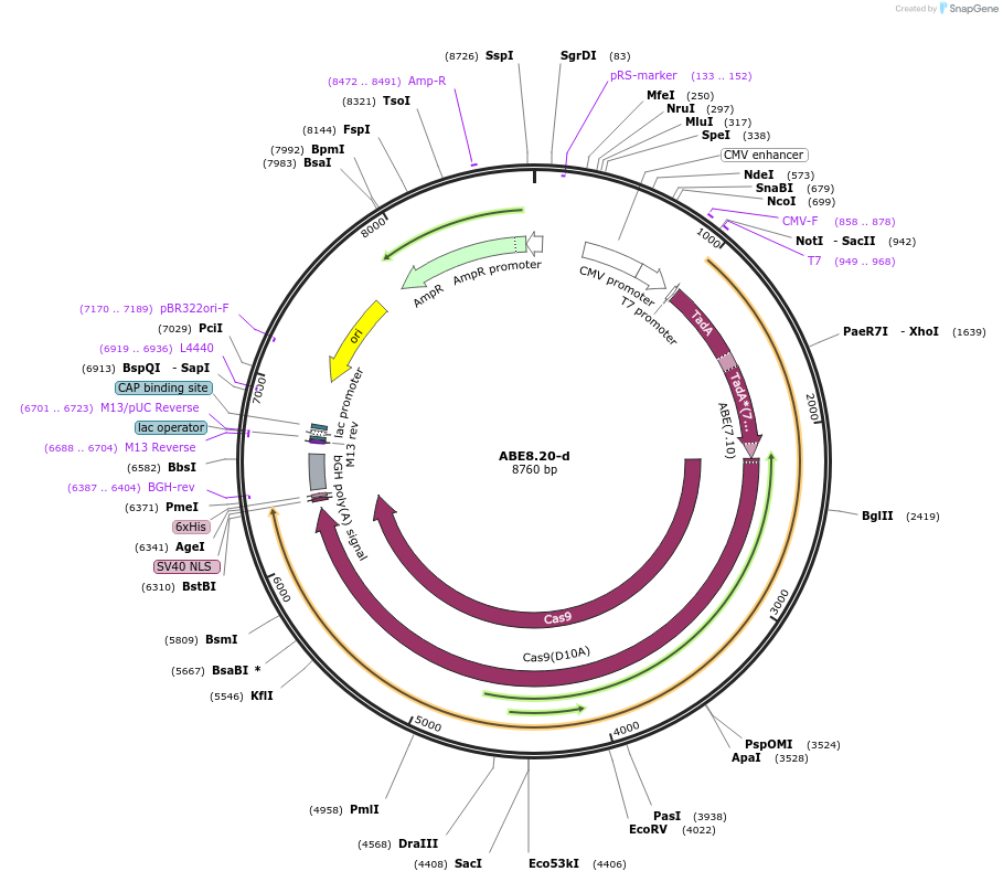 136301-plasmid-map-sequence-id-271476
