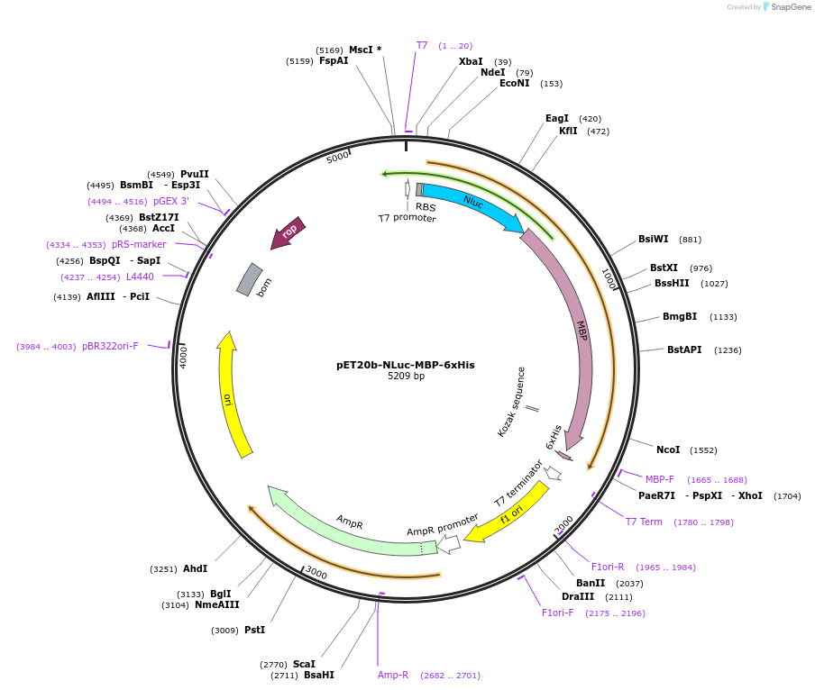 135931-plasmid-map-sequence-id-271492