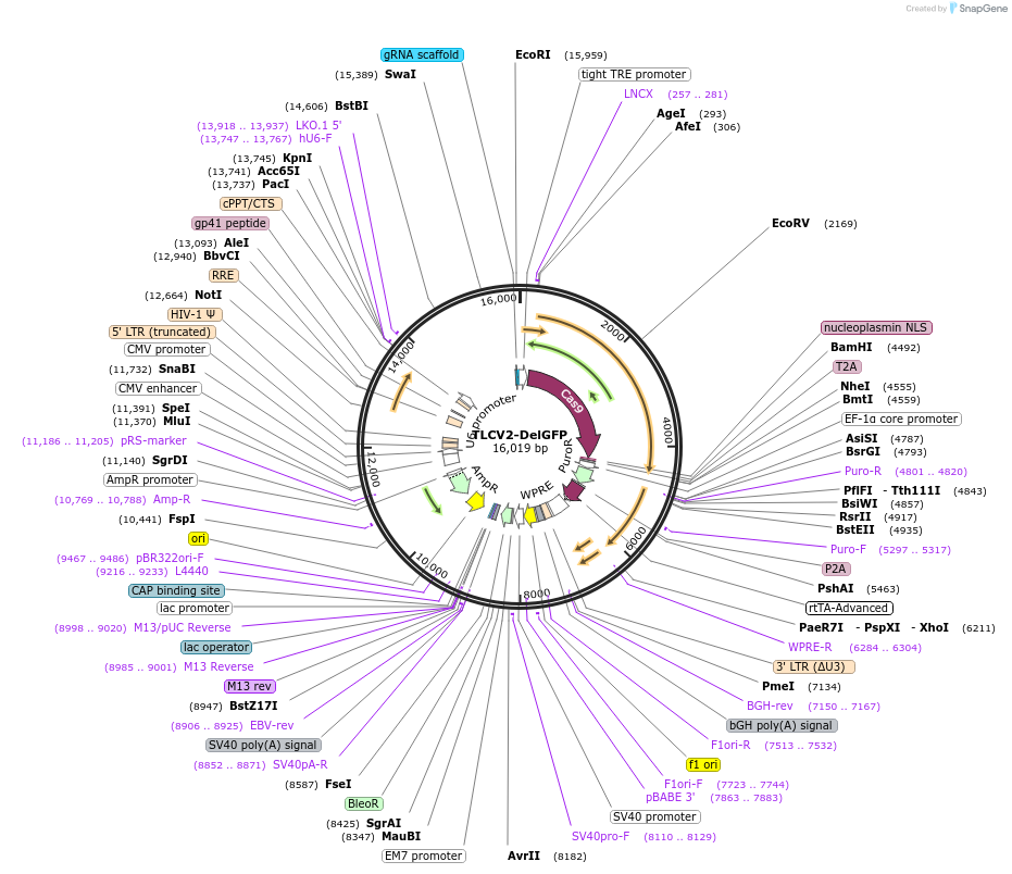 133302-plasmid-map-sequence-id-271497