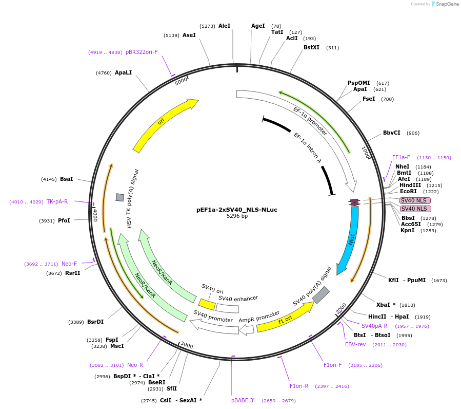 135953-plasmid-map-sequence-id-271498