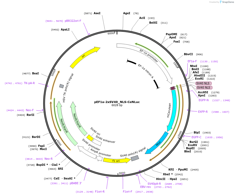 135952-plasmid-map-sequence-id-271500
