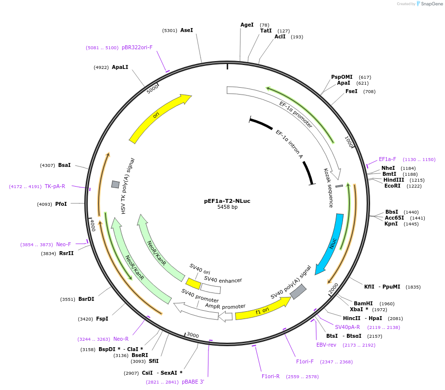 135938-plasmid-map-sequence-id-271501