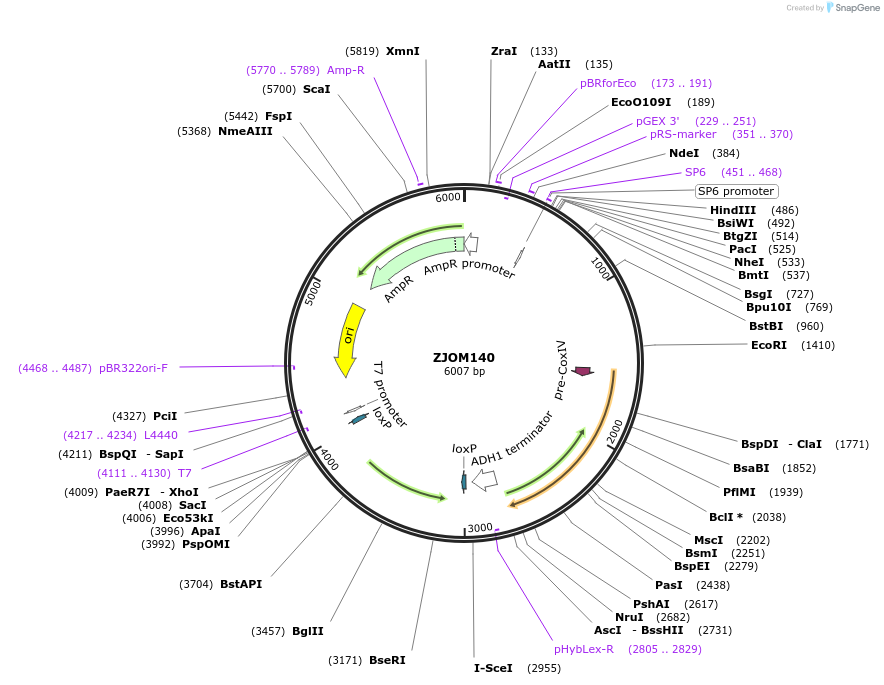 133668-plasmid-map-sequence-id-271502