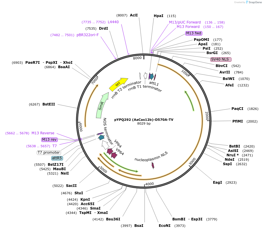 136380-plasmid-map-sequence-id-271504