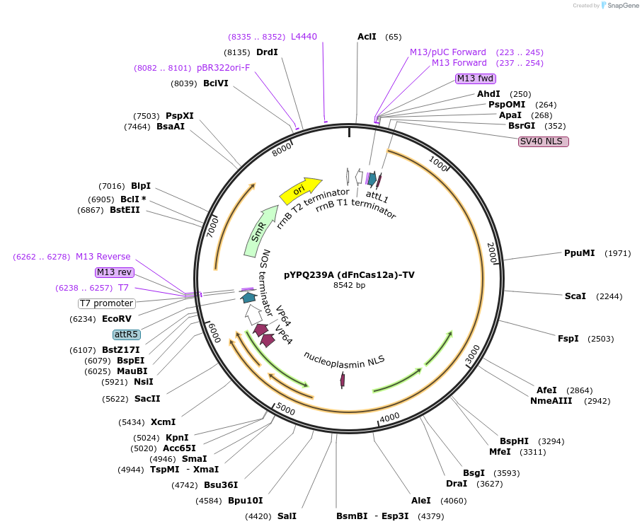 136379-plasmid-map-sequence-id-271506