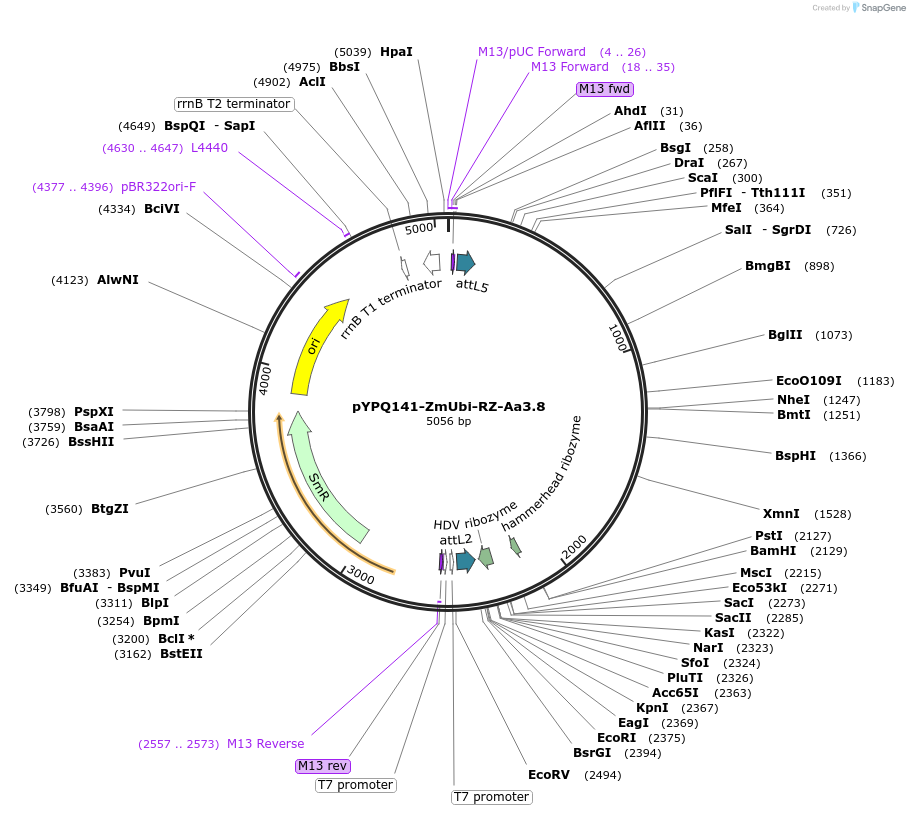 136376-plasmid-map-sequence-id-271507