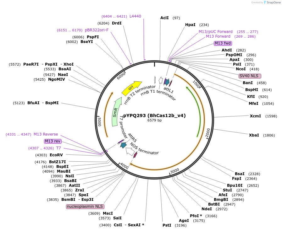 136383-plasmid-map-sequence-id-271510