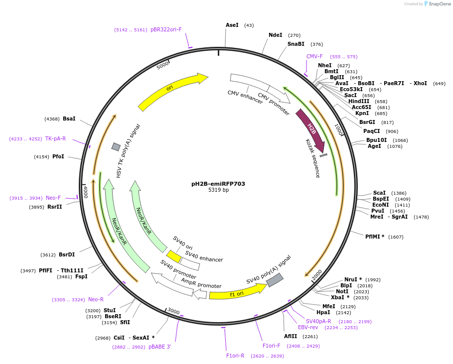 136567-plasmid-map-sequence-id-271529