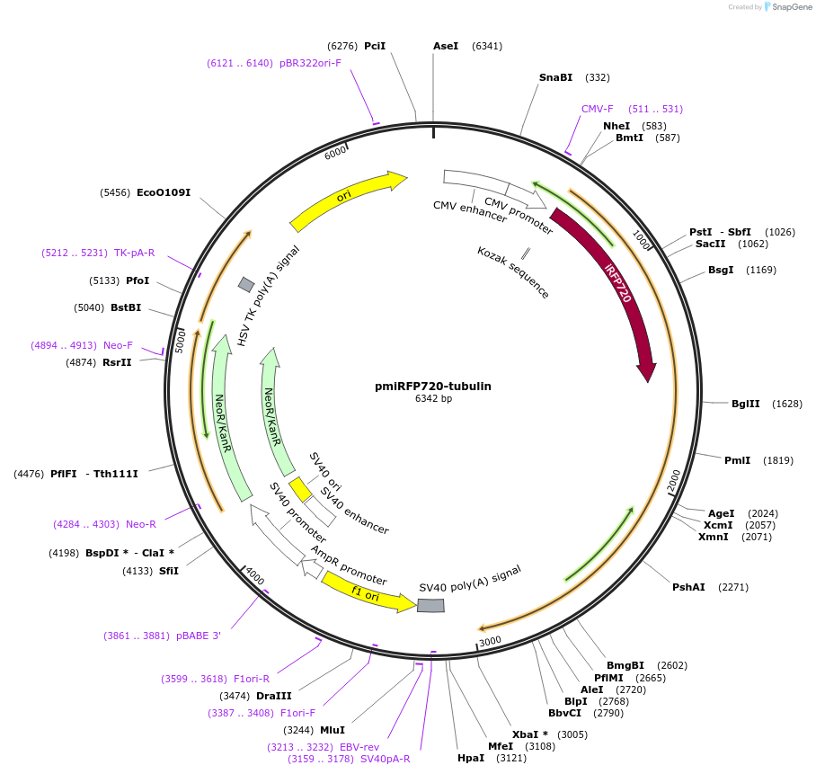 136574-plasmid-map-sequence-id-271541