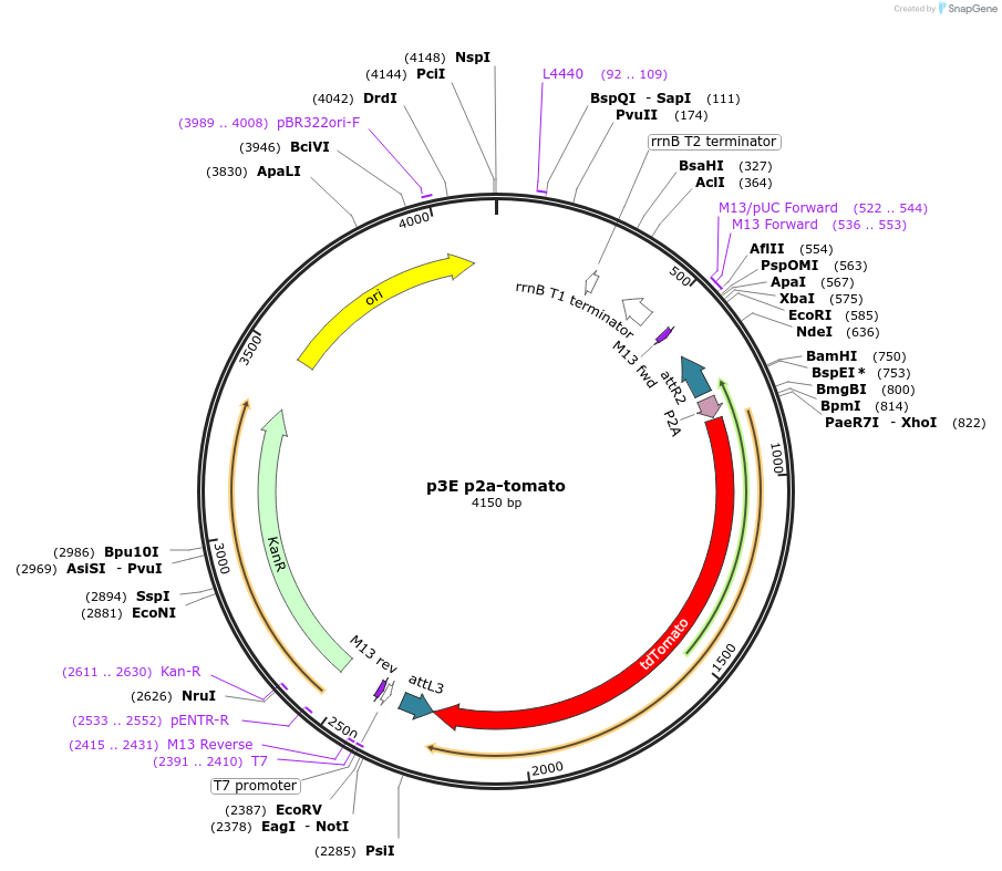 135211-plasmid-map-sequence-id-271544