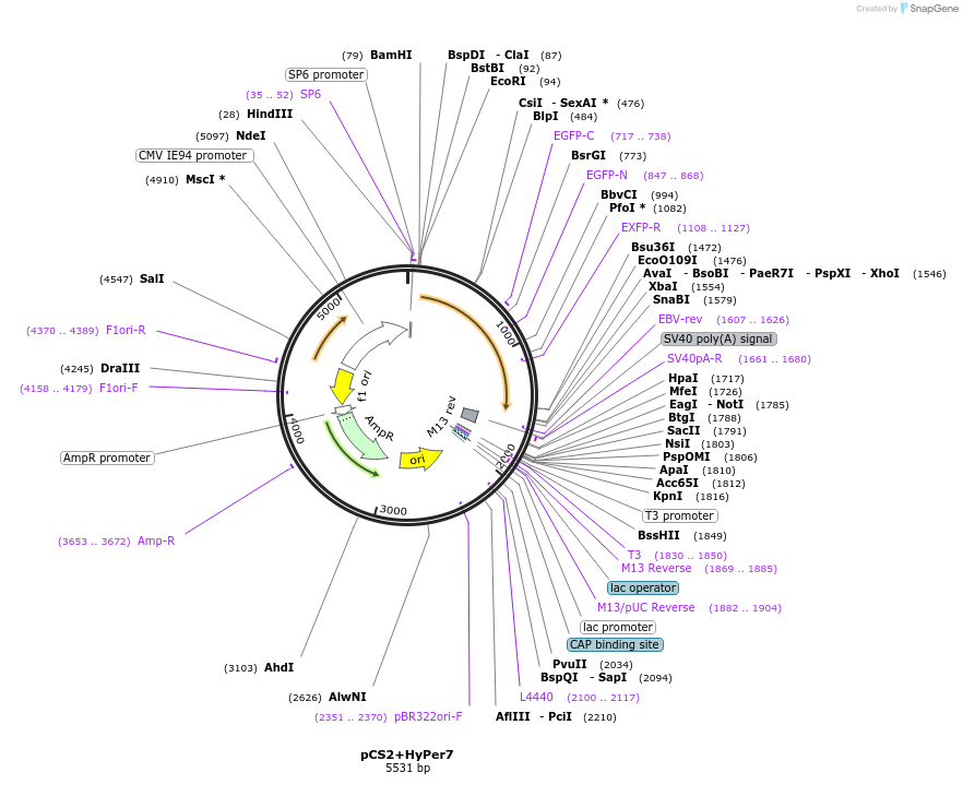 136466-plasmid-map-sequence-id-271546