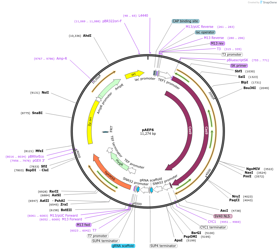136303-plasmid-map-sequence-id-271552