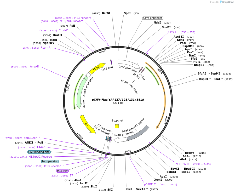 27378-plasmid-map-sequence-id-271558