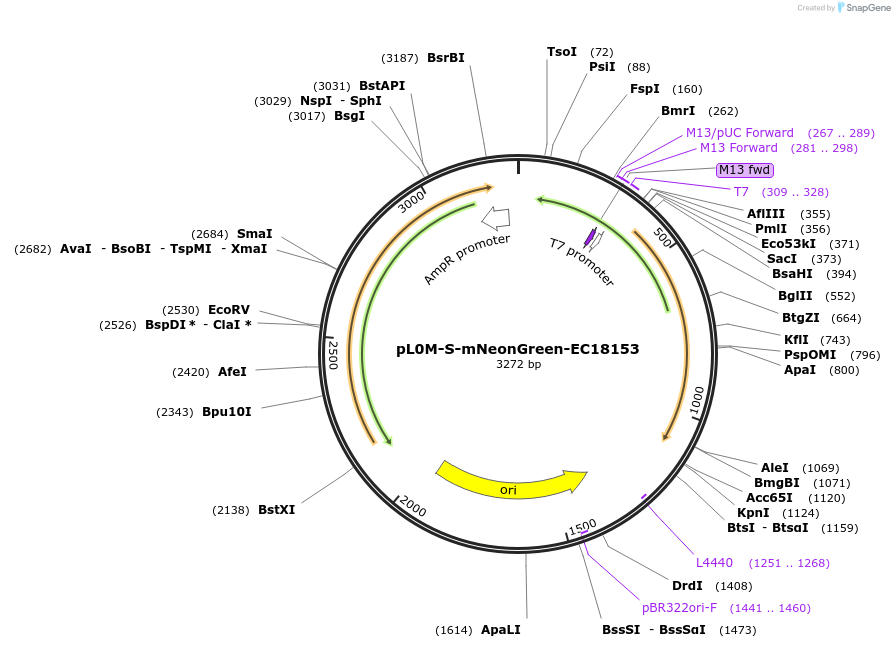 137075-plasmid-map-sequence-id-271561