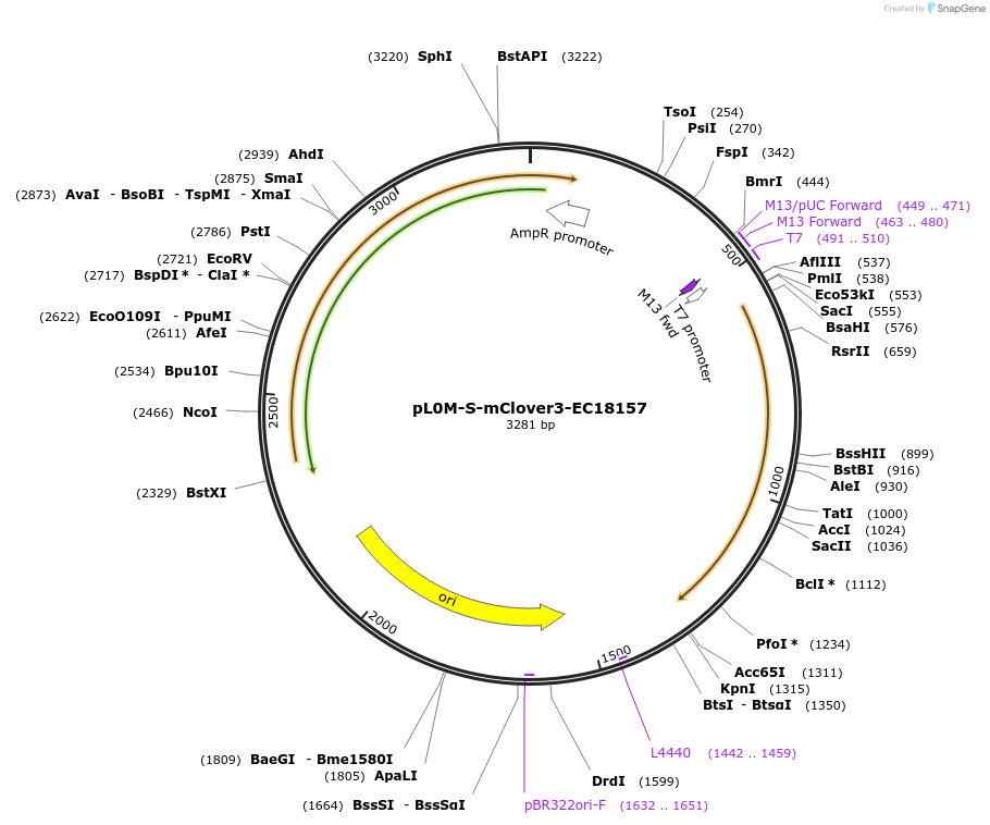 137076-plasmid-map-sequence-id-271563