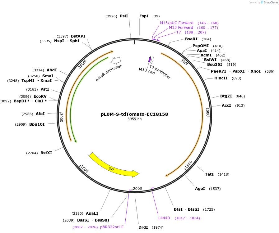 137078-plasmid-map-sequence-id-271564