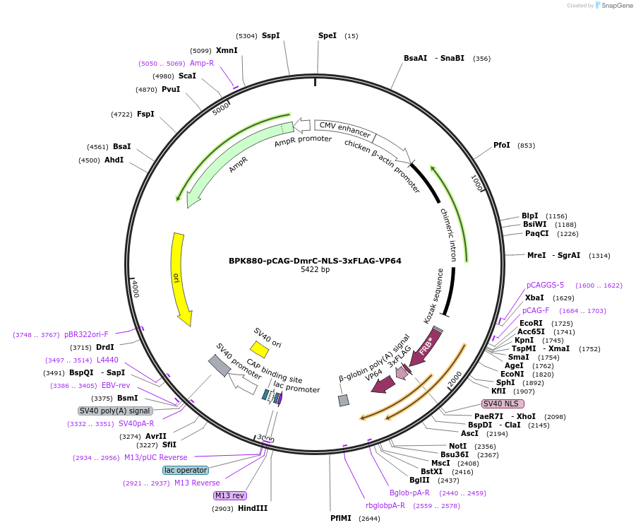 136912-plasmid-map-sequence-id-271589
